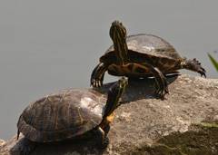 Japanese turtles