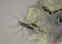 Water gliders