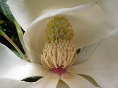 Magnolia