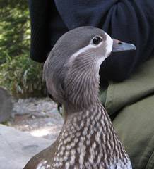 Female mandarin duck