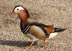 Mandarin duck male