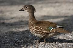 Female Mandarin duck