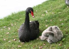 Large Japanese bird with chick
