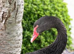 That black bird again