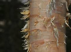 Japanese birch