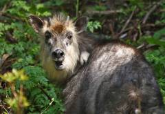 Serow