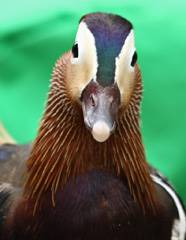 Mandarin duck