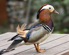 Mandarin duck