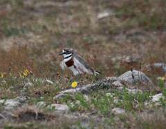 Double-banded Plover
