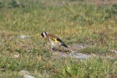 Goldfinch