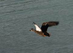 Hybrid of Pacific Black Duck and Mallard
