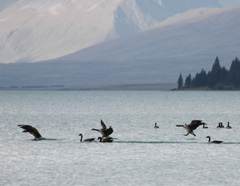 Canada geese