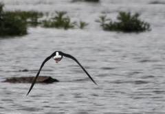 Pied stilt