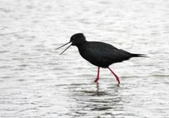 One of the rarest birds in the world - a black stilt