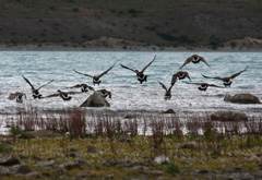 Canada geese