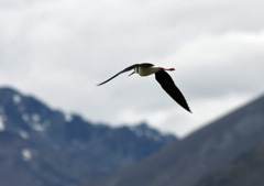 Pied stilt