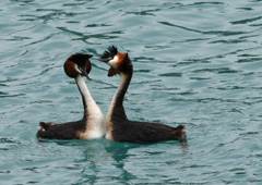 Great crested grebe