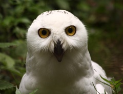 Snowy owl