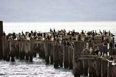 Ruined pier at Puerto Natales