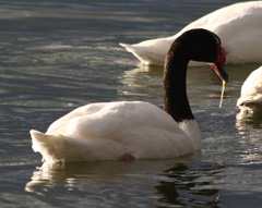 Black necked swan