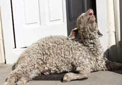 Pet goat in mid siesta