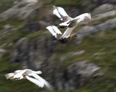 Magellan geese