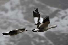 Magellan geese
