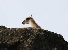 Guanaco