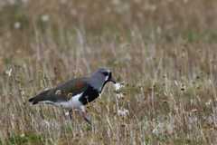 Plover