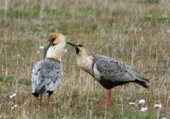 Black faced ibis