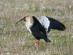 Black faced ibis