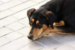 Friendly hound