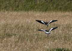 Plovers