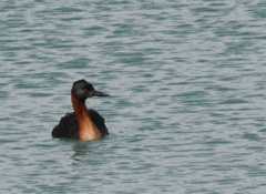 Grebe