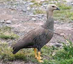 Magellan goose