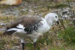 Magellan goose