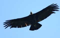Condor
