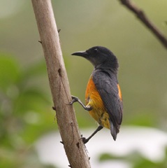 Orange-bellied Flowerpecker