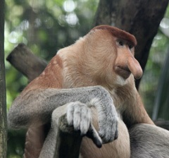 proboscis monkey