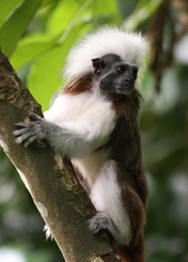 Cotton-top tamarin