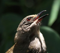 Olive-winged Bulbul