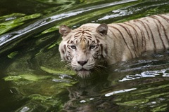White tiger
