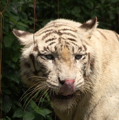 White tiger