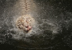 White tiger