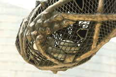 Egg-sack of spider
