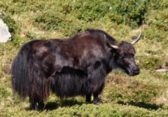 Scottish highland cow