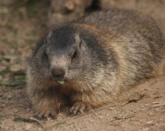 Captive marmot