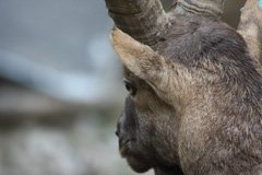 Ibex