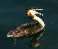 Great crested grebe