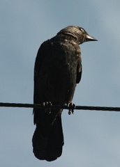 Jackdaw